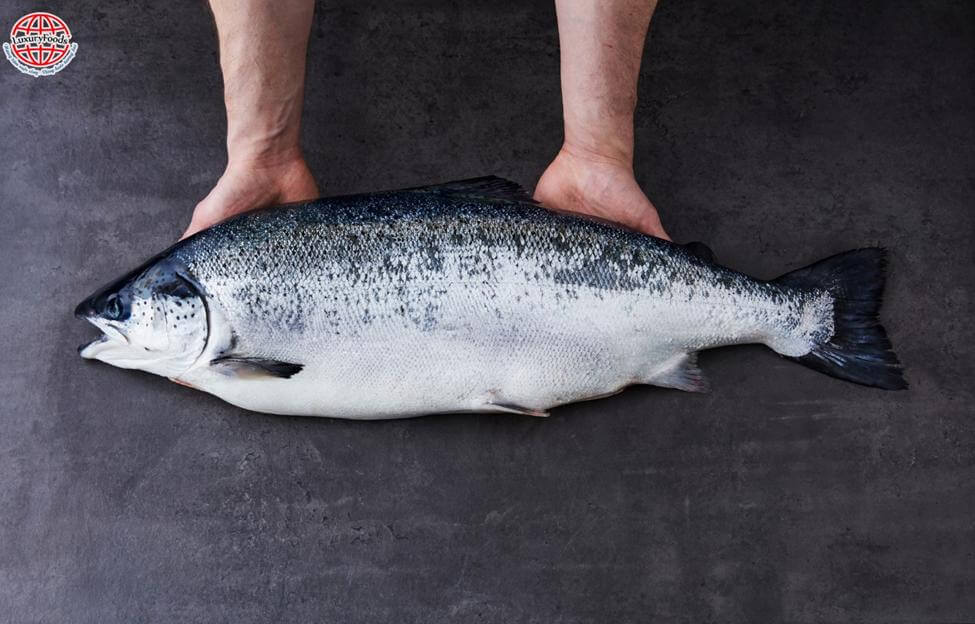 Cá Hồi Tươi Na Uy Nguyên Con