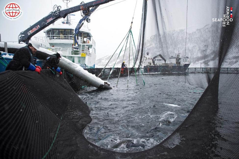 Nguồn gốc và Quy trình sản xuất của Cá hồi Na Uy