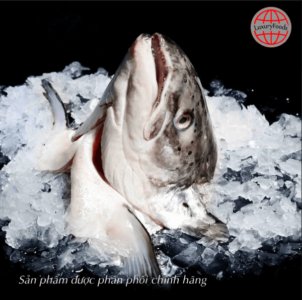 Đầu Cá Hồi Tươi Na Uy (Fresh Salmon's Head)