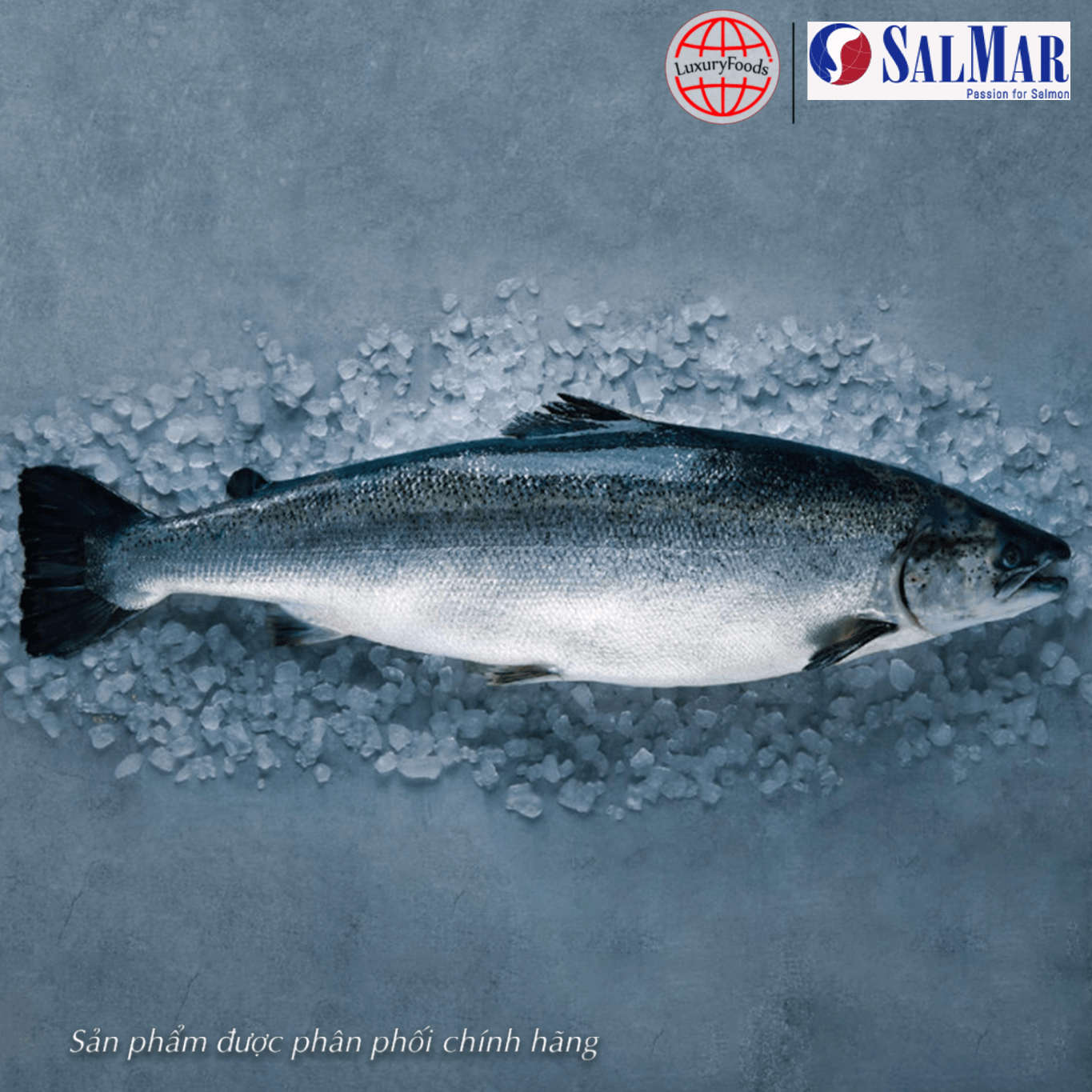 Cá Hồi Tươi Na Uy Nguyên Con (Salmon Fresh)
