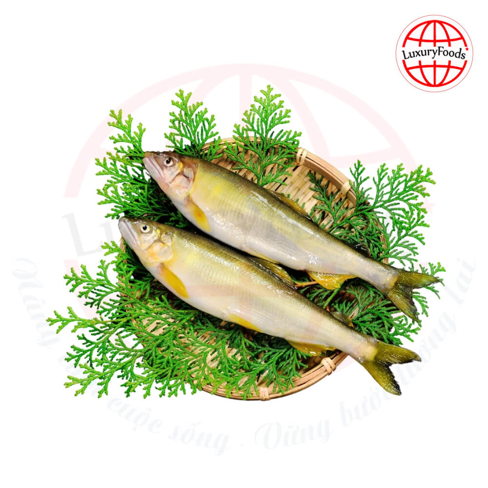 Cá Hương Nhật – Ayu Weiers