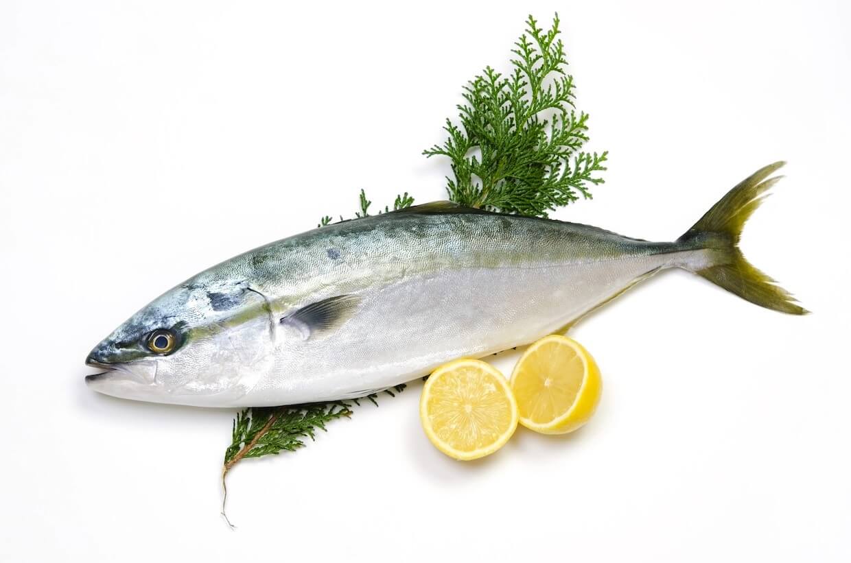 Cá Hamachi Nhật nguyên con