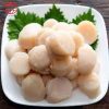 Cồi Sò Điệp Có Viền Hấp Đông Lạnh Size 40-60 Cồi/kg